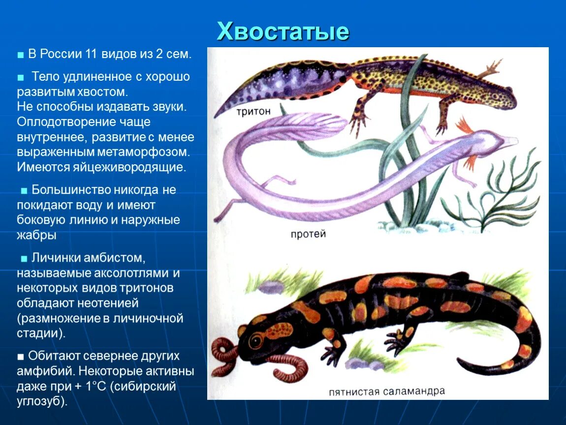 Отряд хвостатые амфибии. Хвостатые тритоны Саламандры. Биология 7 класс хвостатые земноводные. Отряд хвостатые строение. Земноводное у которого раньше всех заканчивается метаморфоз