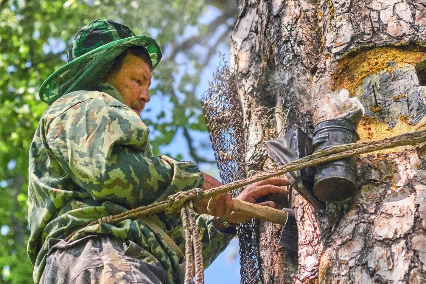 Лянге для бортничества. Бортевое пчеловодство на руси. Примитивное пчеловодство (бортничество) башкортостан. Шульган таш бортевое пчеловодство. Бортничество это.
