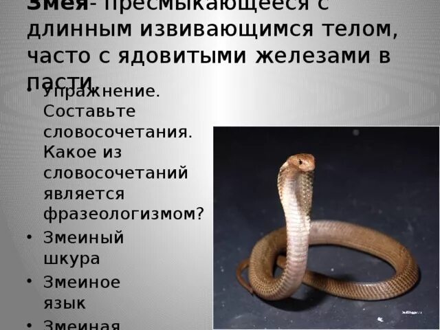 Ария змеи текст. Слово змея. Словосочетание со словом змеиный. Слова на змеином языке. Змеиный язык текст.