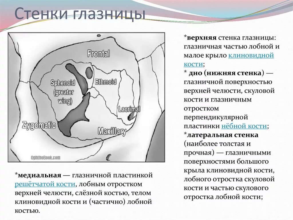 Сообщения глазницы. Костные стенки глазницы анатомия. Кости медиальной стенки глазницы. Латеральная стенка орбиты анатомия. Стенки полости глазницы.