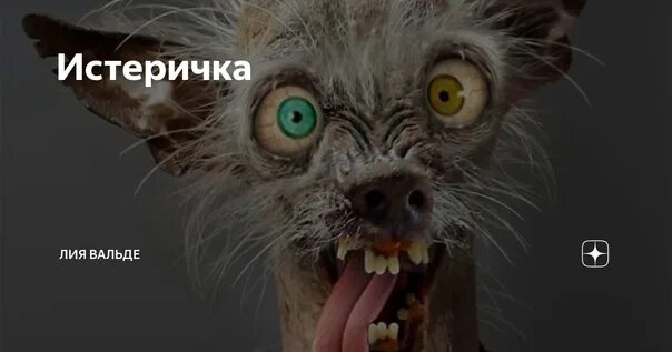Истеричка картинки смешные. Киньте в нее шоколадкой. Белка ши. Пошёл ты нафиг. Ссора юмор.