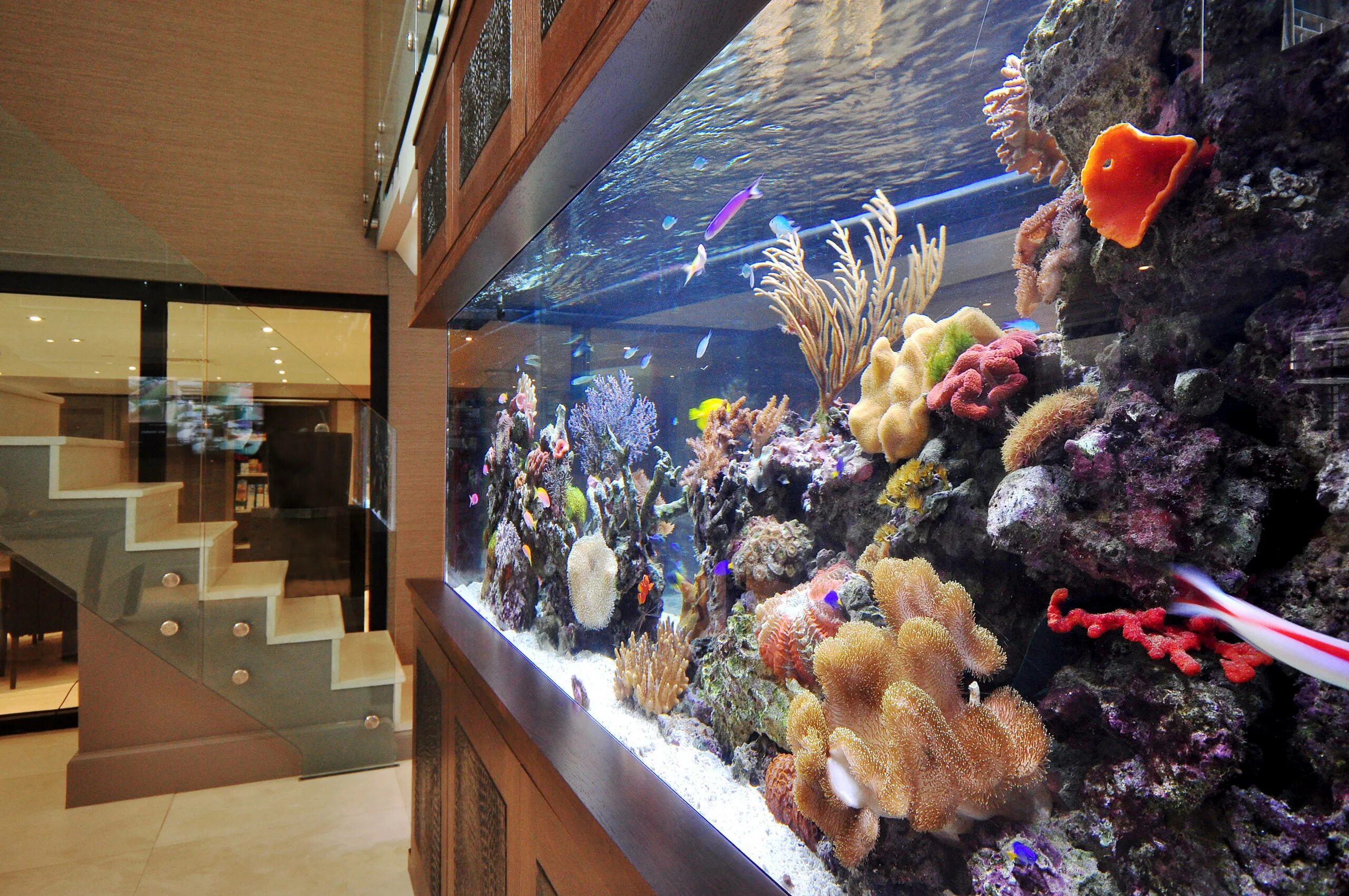 аквариумы на просвещения. аквариум в стиле египта. панорамный аквариум в интерьере. аквариум в маленькой квартире. большой красивый аквариум.