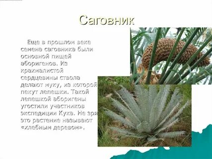 Сообщение о растении австралии
