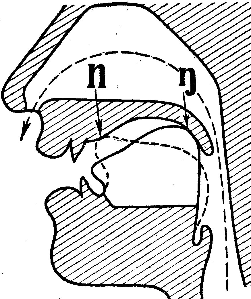 Английская артикуляция. Положение языка при произношении английских звуков. Положение языка во рту при произношении английских звуков. Носовой звук н в английском языке. Носовые звуки в китайском языке.