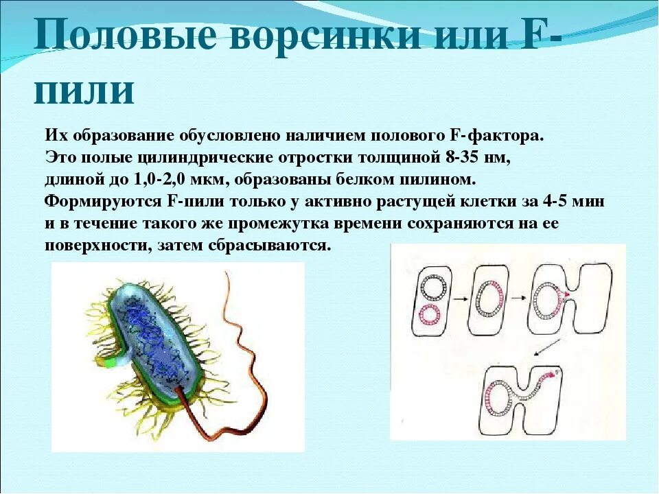 Ворсинки бактерий функции. Ворсинки строение микробиология. Ворсинки бактерий классификация. Пили у бактерий классификация. Бактерия строение функции