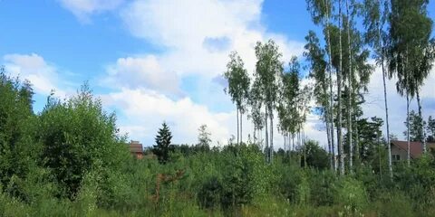Днп березовая роща