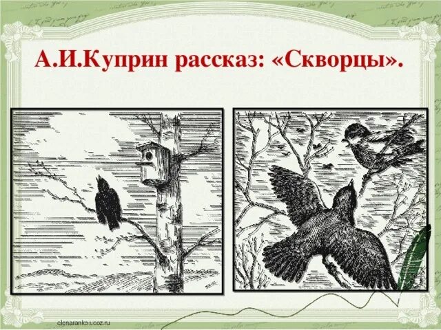 Читательский дневник 4 класса куприн. Иллюстрация к рассказу Куприна скворцы. Куприн скворцы. Рисунок к произведению скворцы Куприн.