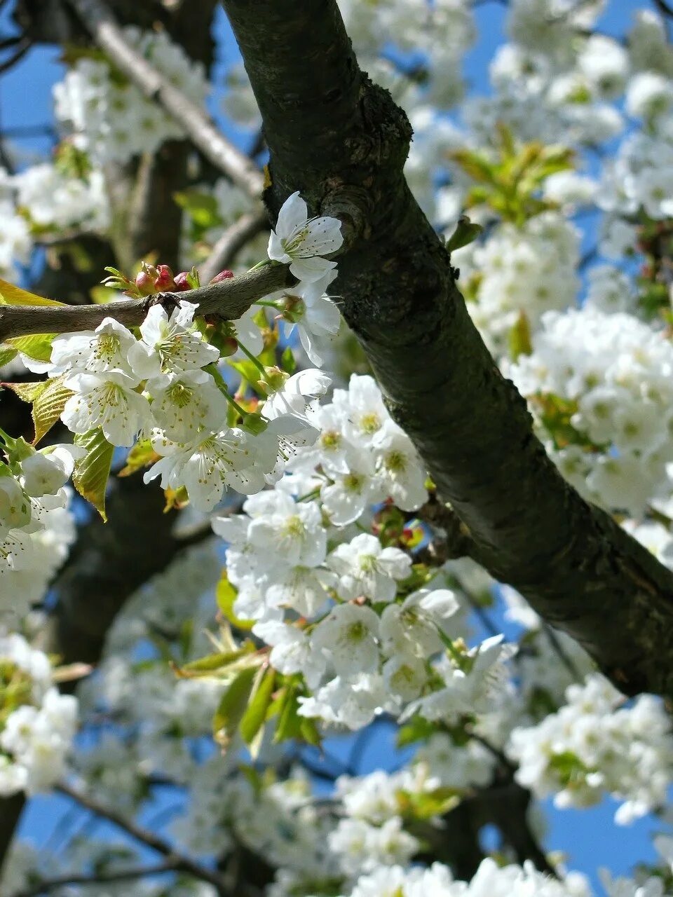 Про цветущие деревья. Цветущие деревья. Цветение деревьев. Природа весной.