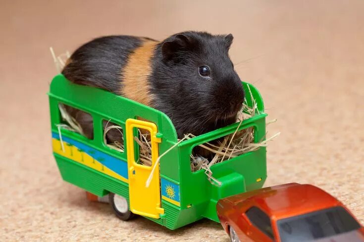 Игрушки для морских свинок фото Pin on Guinea Pigs Toys