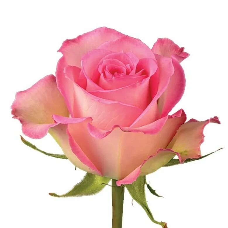 Юник розе. Роза свит юник. Роза свит аделаида. Роза свит юник фото. Роза свит юник.