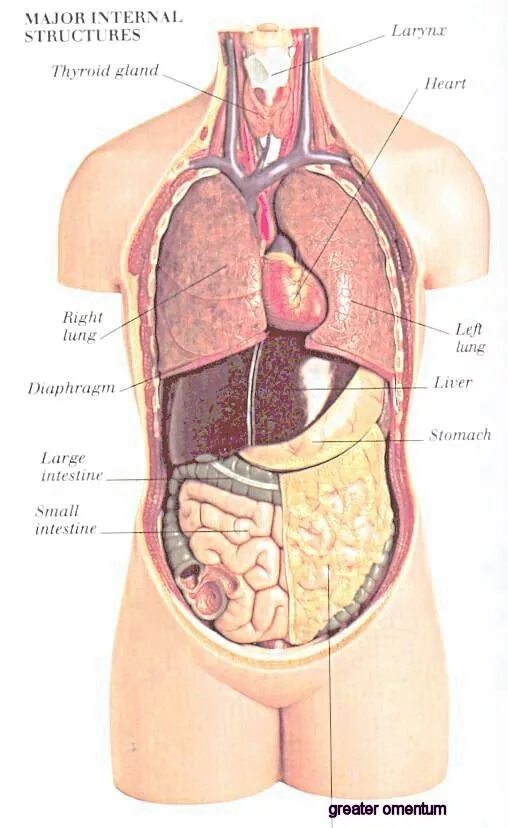 Органы человека находящиеся с левой стороны. Расположение органов у человека. Человеческие органы расположение. Расположение внутр органов человека.