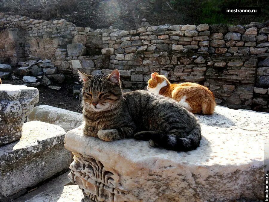 Turkey cats. Коты в Турции. Турецкие коты уличные. Коты в Стамбуле. Коты в Турции Священные.