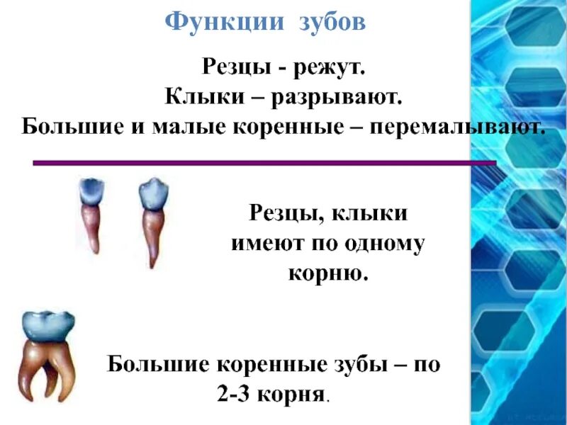 Функции резцов. Резцы зубов функции. функции зубов резцы клыки и коренные. малые коренные зубы функции.