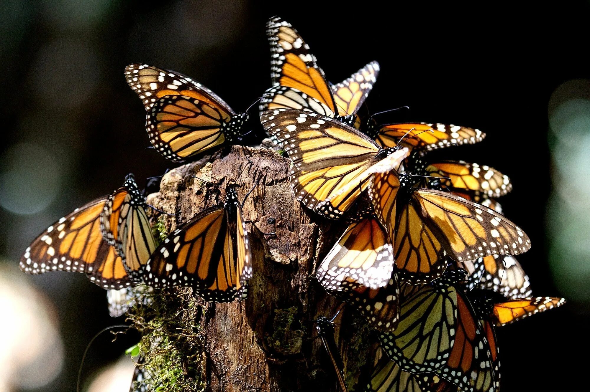 Danaus plexippus. Данаида монарх. Бабочка мономах. Североамериканская бабочка монарх. Семейство бабочки данаиды.