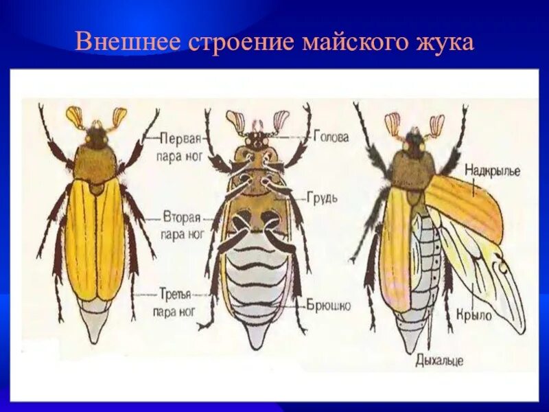 Тип нервной системы майского жука. Хрущ майский строение. строение майского жука 7 класс биология. внешнее строение майского хруща. внутренне строение майского жука.