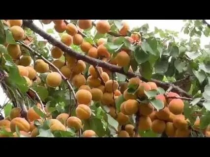 Абрикосы видео