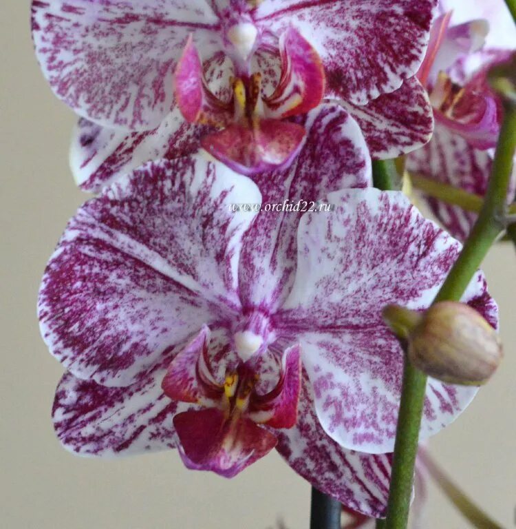 Орхидея белый шоколад фото Comment faire refleurir une orchidée Orchids, Pink flower pictures, Suculent pla