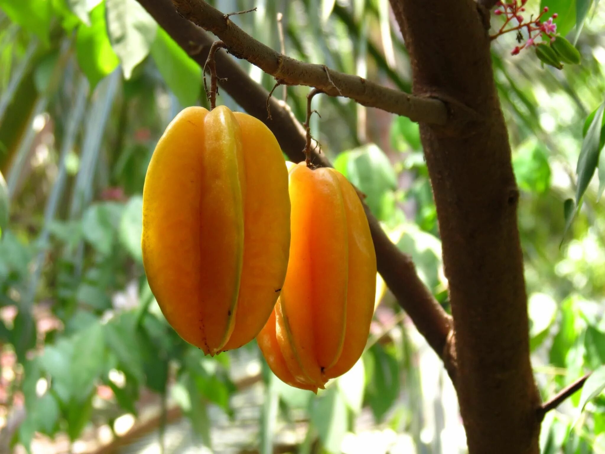 Старфрут. Карамбола (Averrhoa Carambola). Карамбола (Averrhoa Carambola) цветение. Карамболь дерево. Карамбола оранжевая.