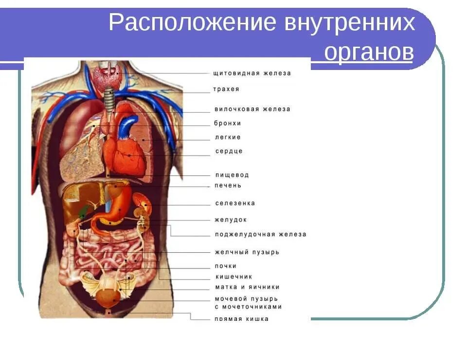 Части внутреннего мужчины