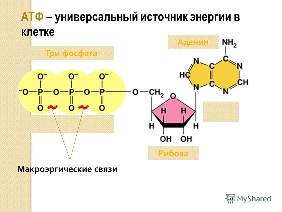 Универсальный атф. Строение молекулы АТФ. АТФ- универсальный аккумулятор и источник энергии в организме.. Строение молекулы АТФ аденин.