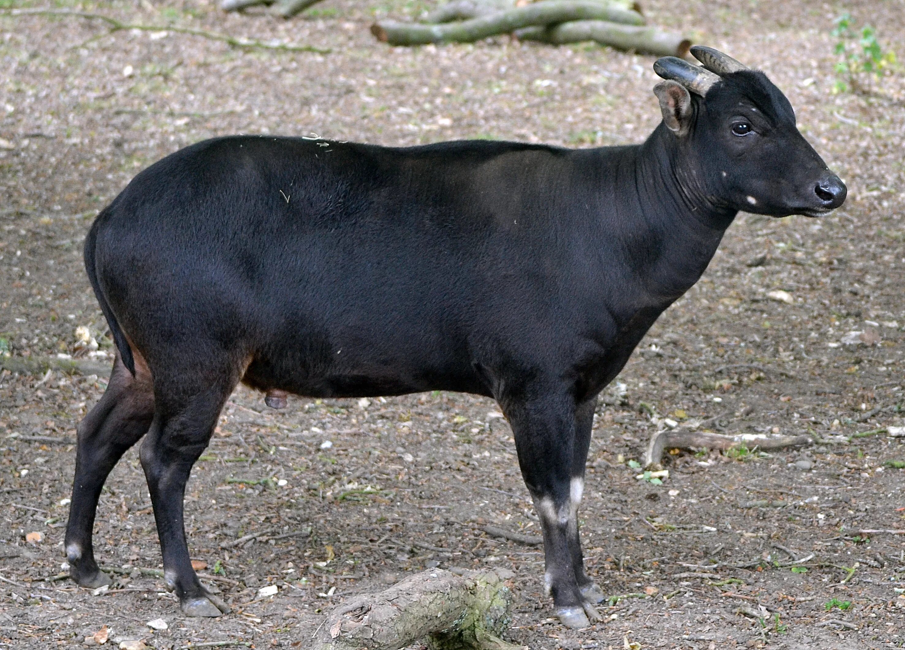 Карлик среди буйволов 4. Аноа буйвол. Карликовый бык аноа. Равнинный аноа. Bubalus depressicornis — аноа.