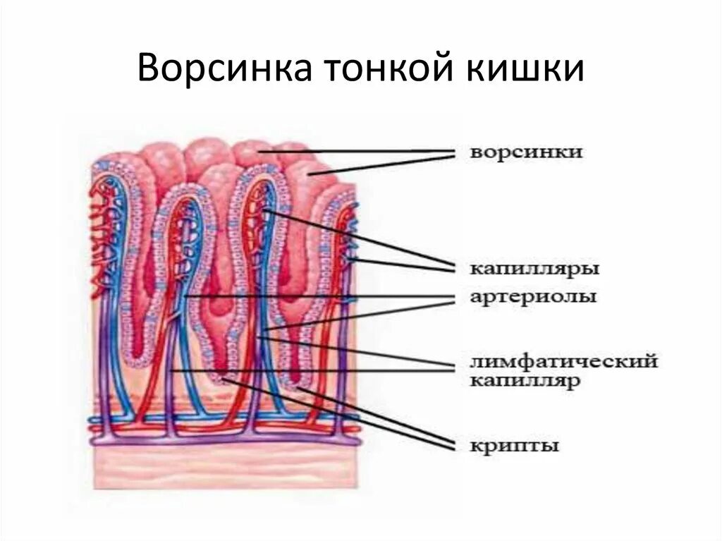 Схема строения кишечной ворсинки. Строение ворсинки тонкого кишечника анатомия. Схема строения ворсинки тонкой кишки анатомия. Строение ворсинки тонкой кишки. Кишечные ворсинки характерны для