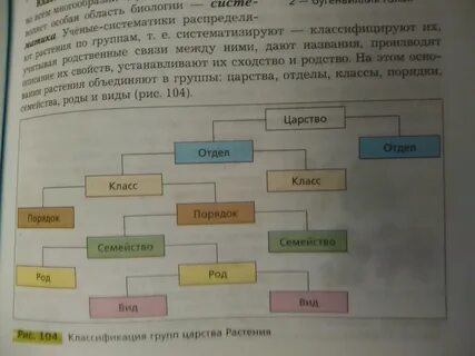 Систематика розы