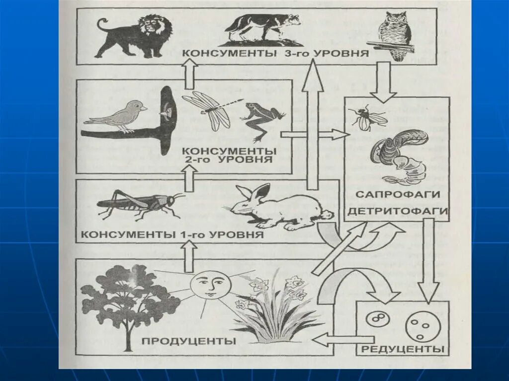 Дождевой червь редуцент или консумент. Экосистема схема. Продуценты консументы редуценты детритофаги. Продуценты консументы и редуценты это. Схема биогеоценоза.