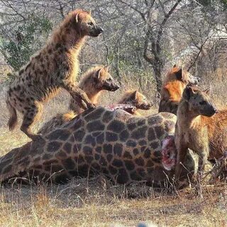 Wildlife videos