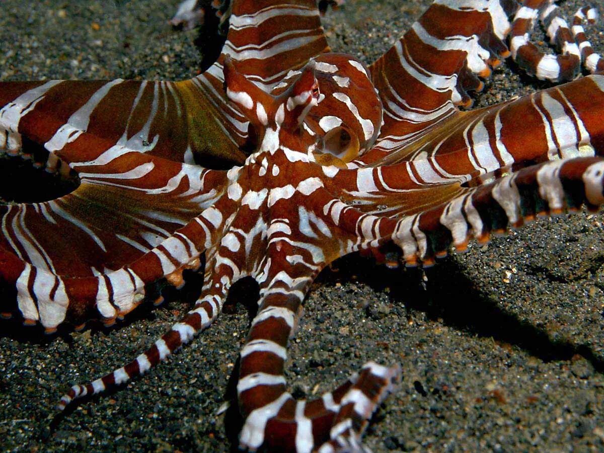 Тихоокеанский полосатый осьминог. Большой Тихоокеанский осьминог. Вандерпус осьминог. Синекольчатый осьминог.