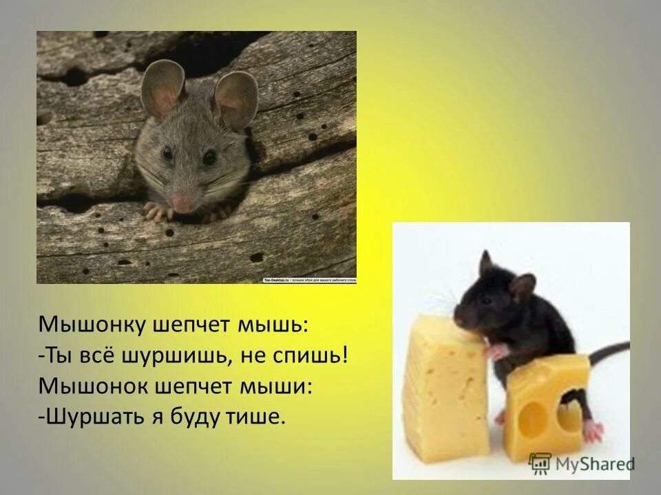 Скороговорки мыши. Мышонку шепчет. Мышонку шепчет мышь скороговорка. Мышонок шепчет мыши шуршать я буду тише. Мышь шуршит.