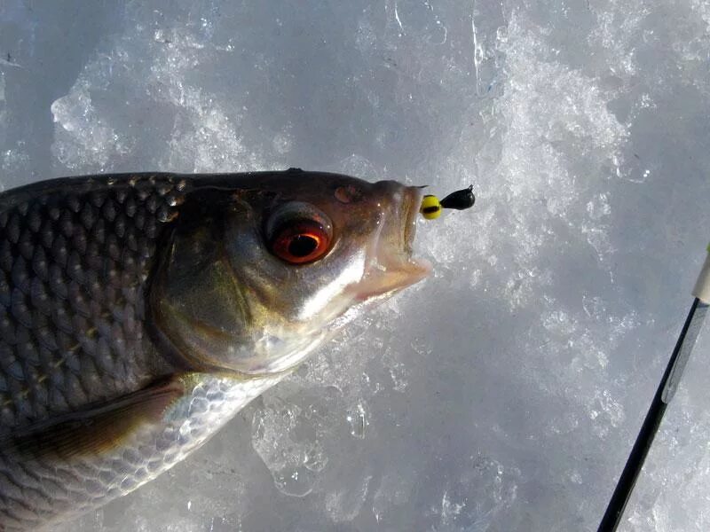 Ловля ельца зимой на мормышку. Сорожка. Сорожка на безмотылку. Чебак плотва сорога. Плотва на безмотылку.