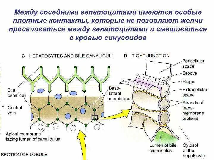 Плотный особо. Мембрана гепатоцита. Гепатоцит строение. Контакты между гепатоцитами. Цитолемма гепатоцитов.