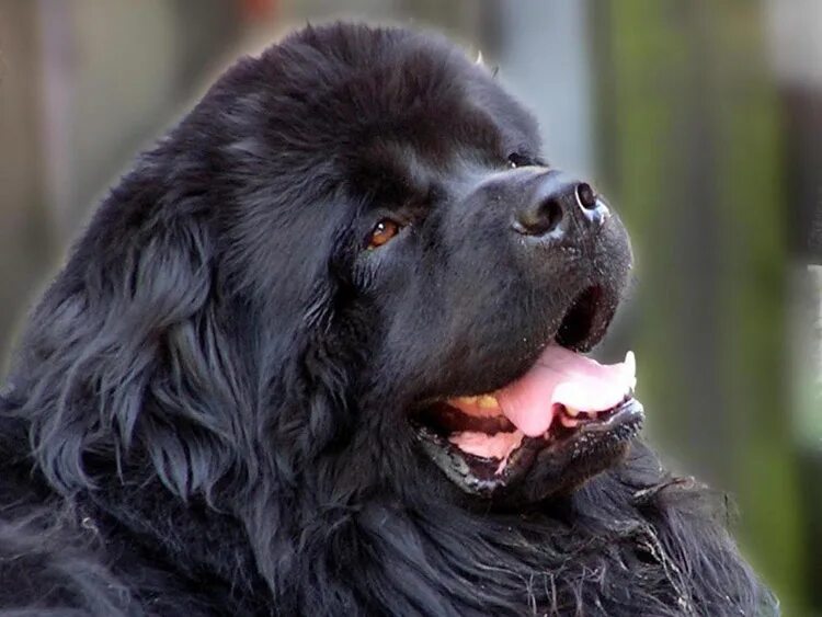 Ньюфаундленд. Ньюфаундленд порода. Ньюфаундленд дюк. Ньюфаундленд (порода собак). Про ньюфаундлендов.