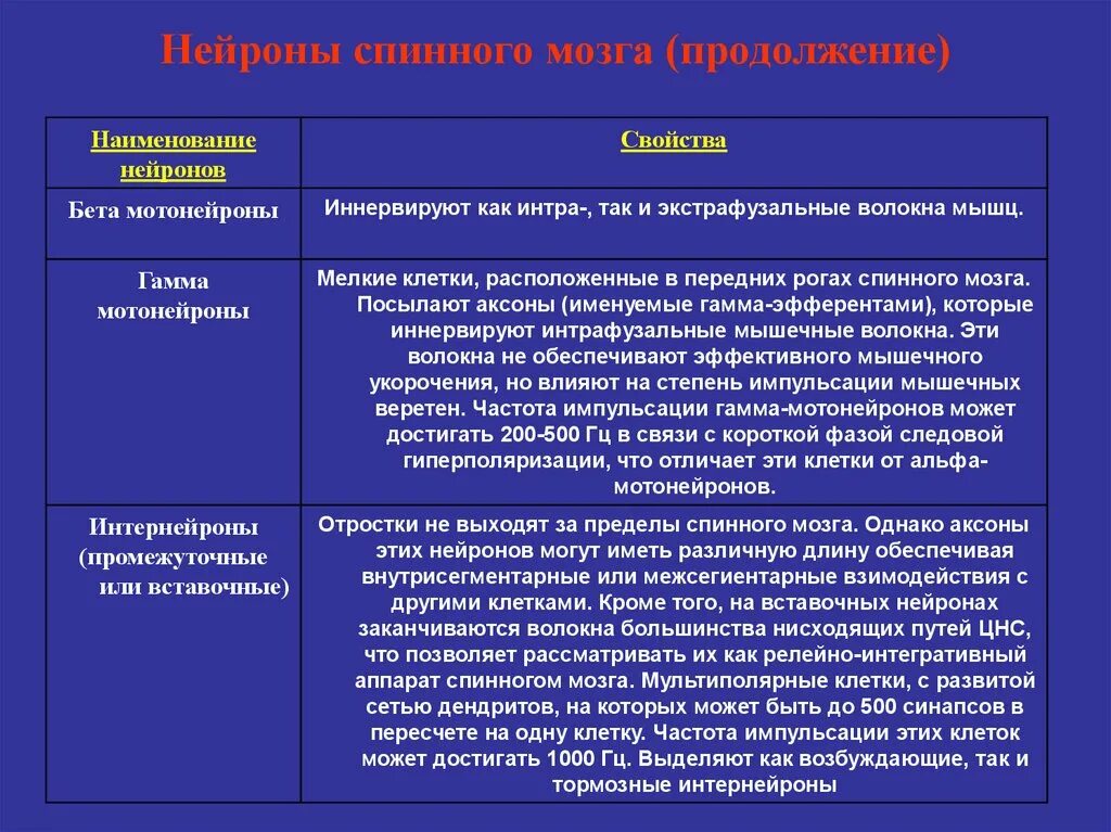 Классификация мотонейронов спинного мозга. Альфа мотонейроны спинного мозга функции. Нейронные структуры спинного мозга. Гамма мотонейроны спинного мозга.