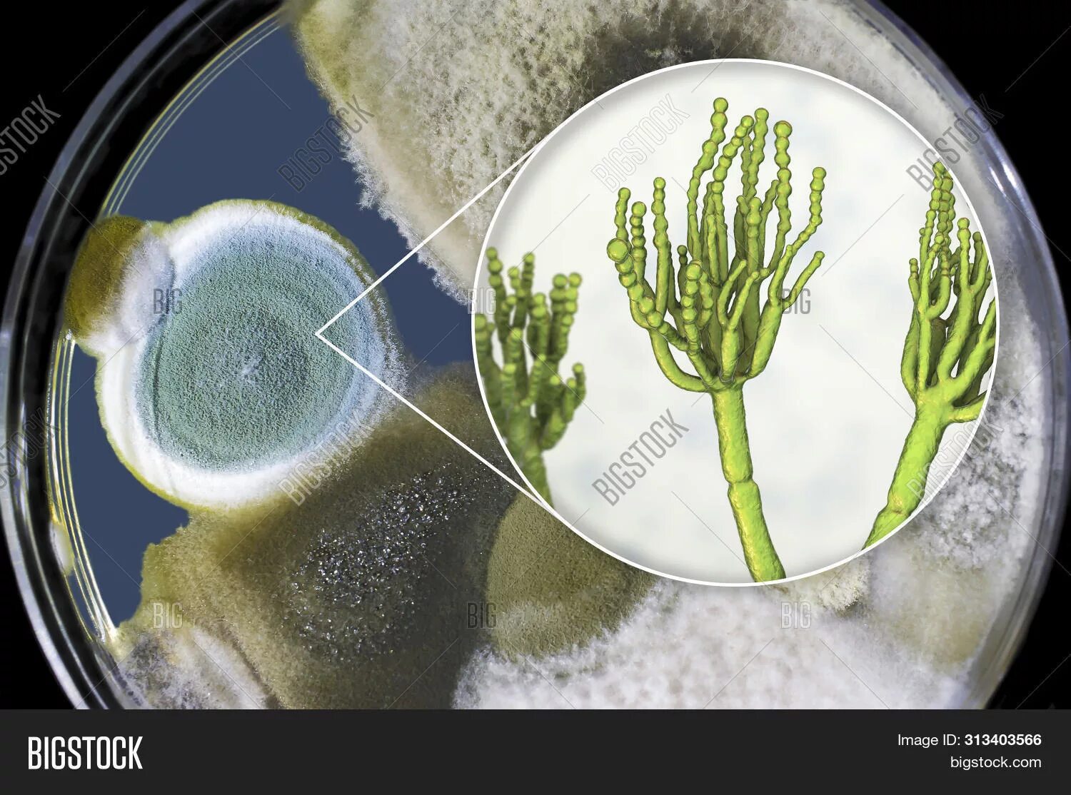 Чашка Петри с плесенью пенициллиум. Пенициллин микроскопия. Пенициллин плесневый гриб. Пенициллин вегетативный мицелий. Плесневый гриб пенициллин
