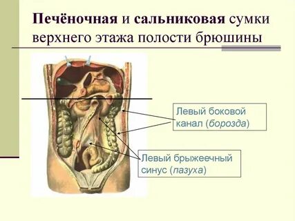 Этажи брюшины