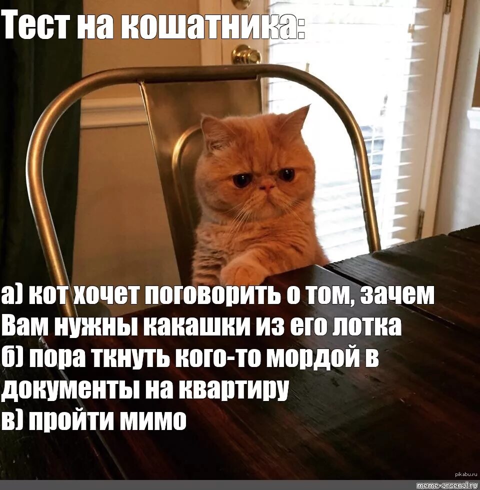 Тест про котов. Тест на кошатника. Мемы про котов. Кот желает пообщаться. Тестирование с котиками мемы.