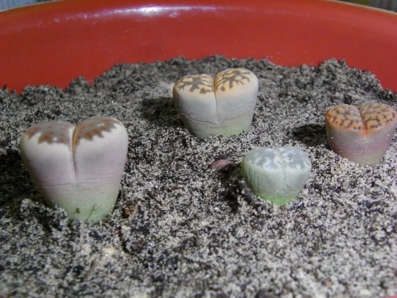 Как поливать литопсы. Литопс Белла. Литопсы линька. Lithops karasmontana SSP. Bella c 143a. Литопсы рассада.