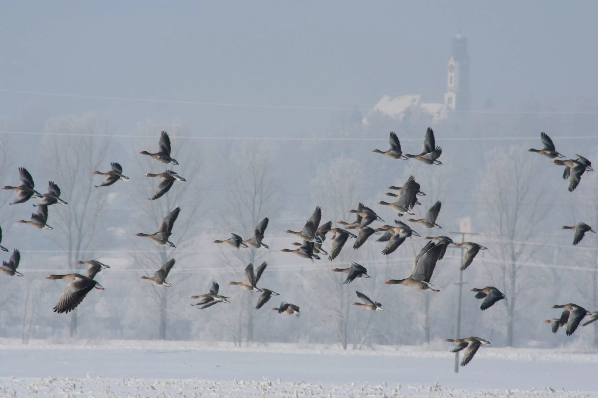 Снег летит как птичья стая. Птицы улетают на зиму. Птицы улетают зимой. Стаи птиц зимой. Птицы, перелетающие зимой.