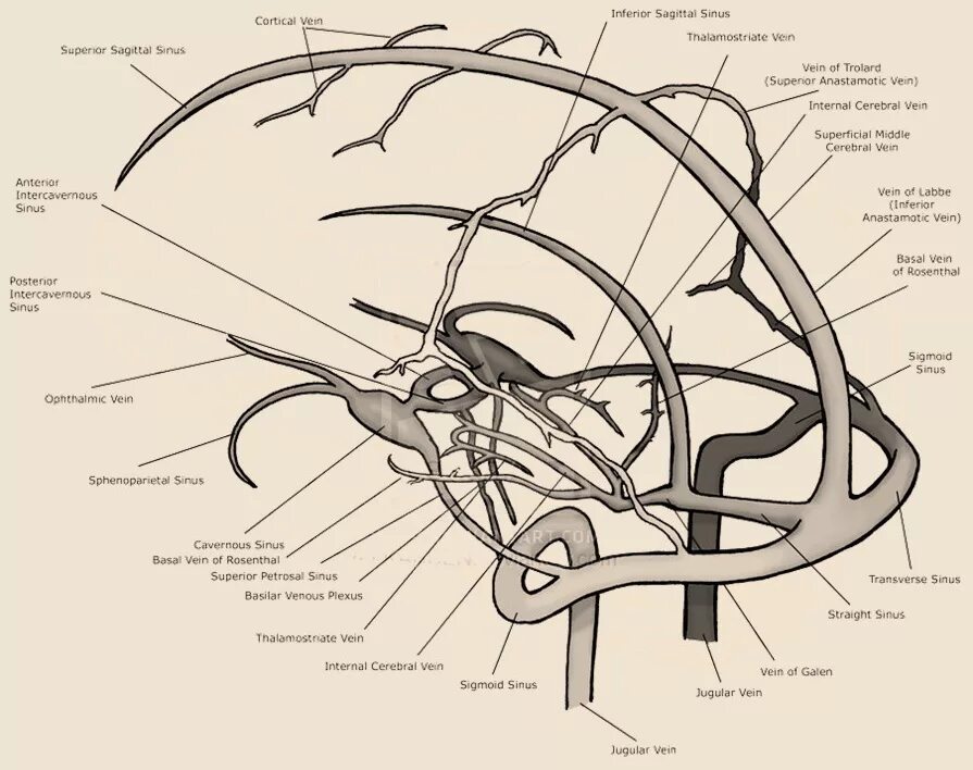 Вены головного мозга. Вена Галена анатомия. Венозные синусы головного мозга анатомия. Венозные синусы головного мозга схема. Венозная система головного мозга схема.