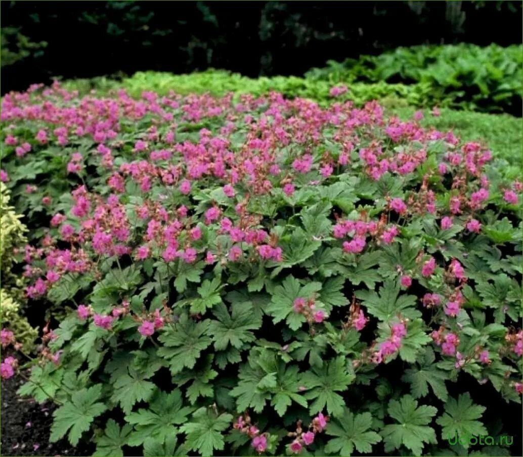 Герань крупнокорневищную. Geranium macrorrhizum. герань садовая. герань садовая крупнокорневищная. герань крупнокорневищная (geranium macrorrhizum `spessart`).