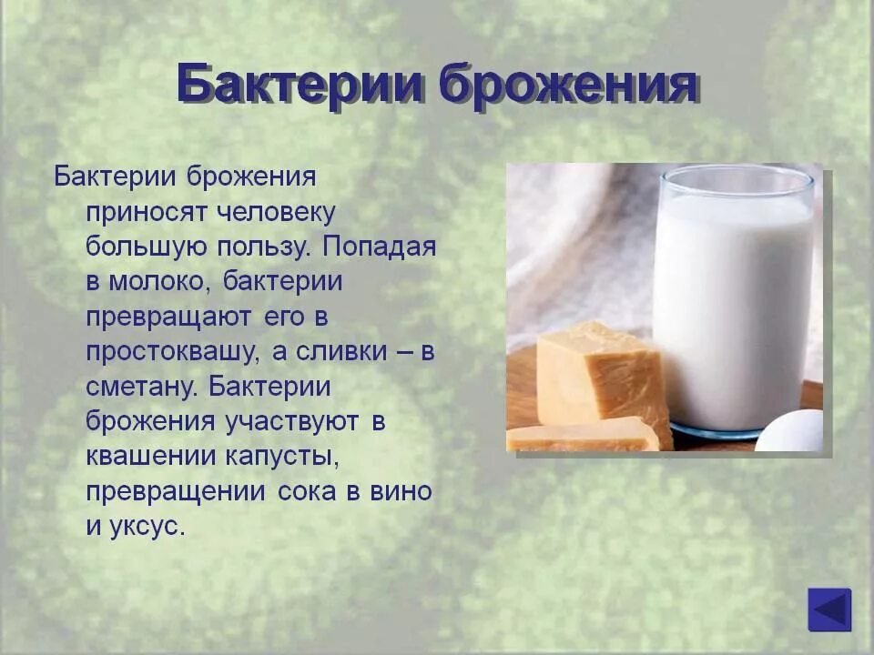 Бактерии брожения. Брожение микроорганизмов. Бактерии в производстве кисломолочных продуктов. Бактерии в кисломолочных продуктах. Дрожжи используются человеком для производства кисломолочных