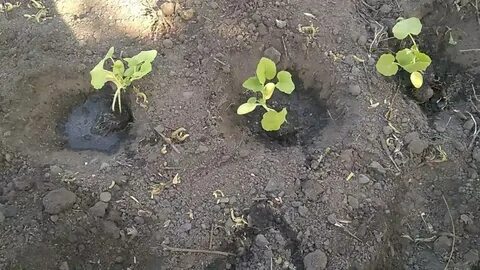 Рассада кабачки помидоры