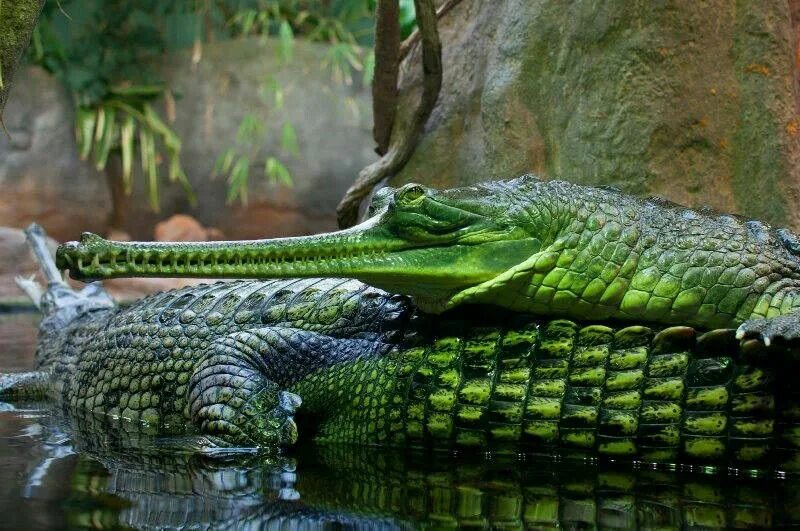 Крокодилы хамелеон. Indian Gharial крокодил. Крокодил Аллигатор гавиал. Крокодил гавиал фото. Крокодил с бамбуком.