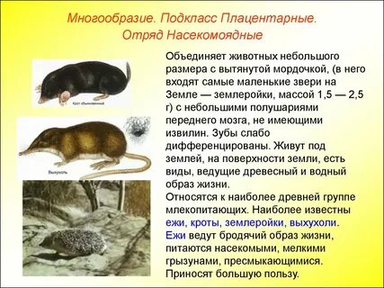 Что входит в выделительную систему плацентарных млекопитающих