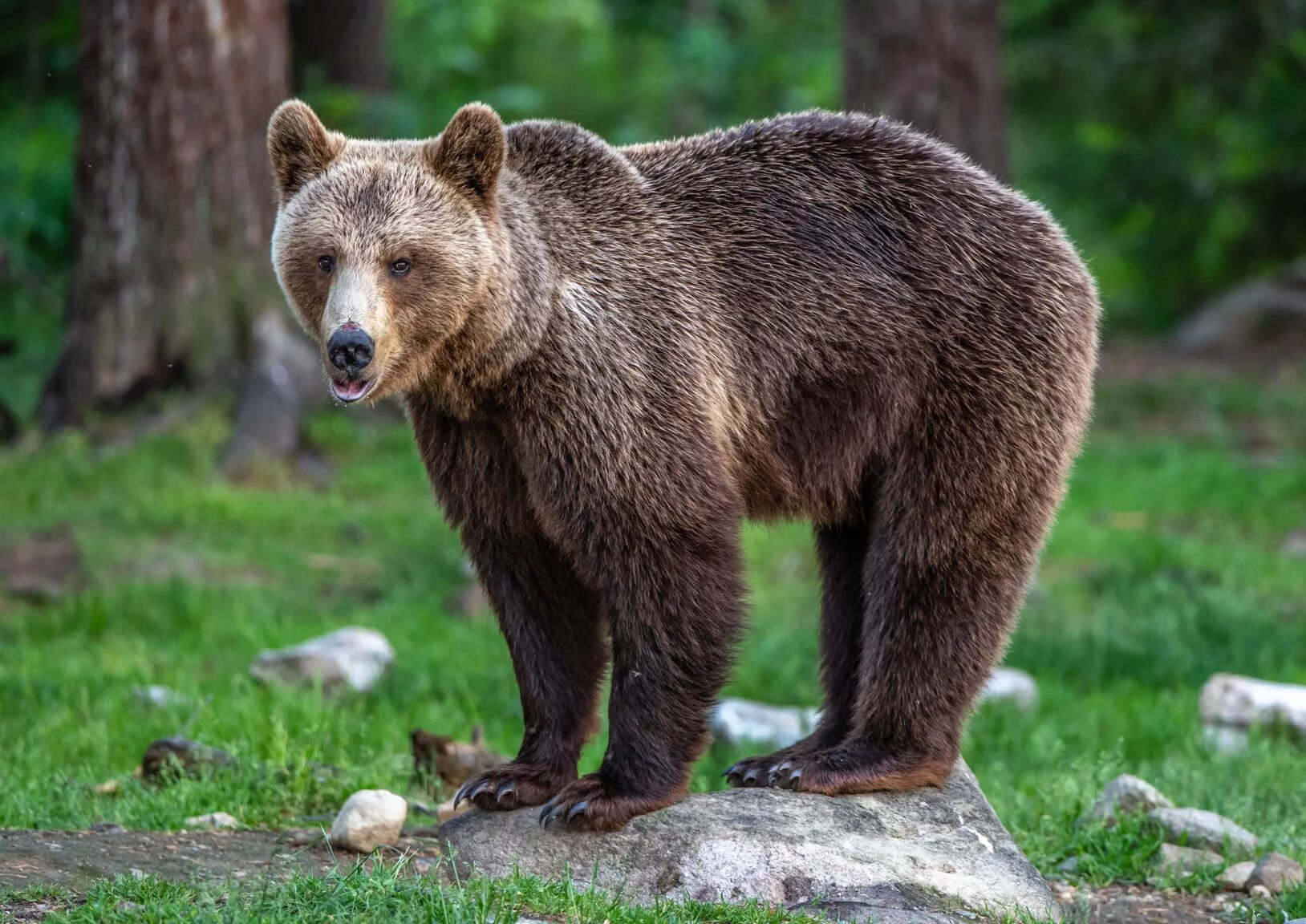 Бурый медведь в Подмосковье. Бурый медведь в Рязанской области. Бурый медведь в Татарстане. Северная Америка медведь Гризли.
