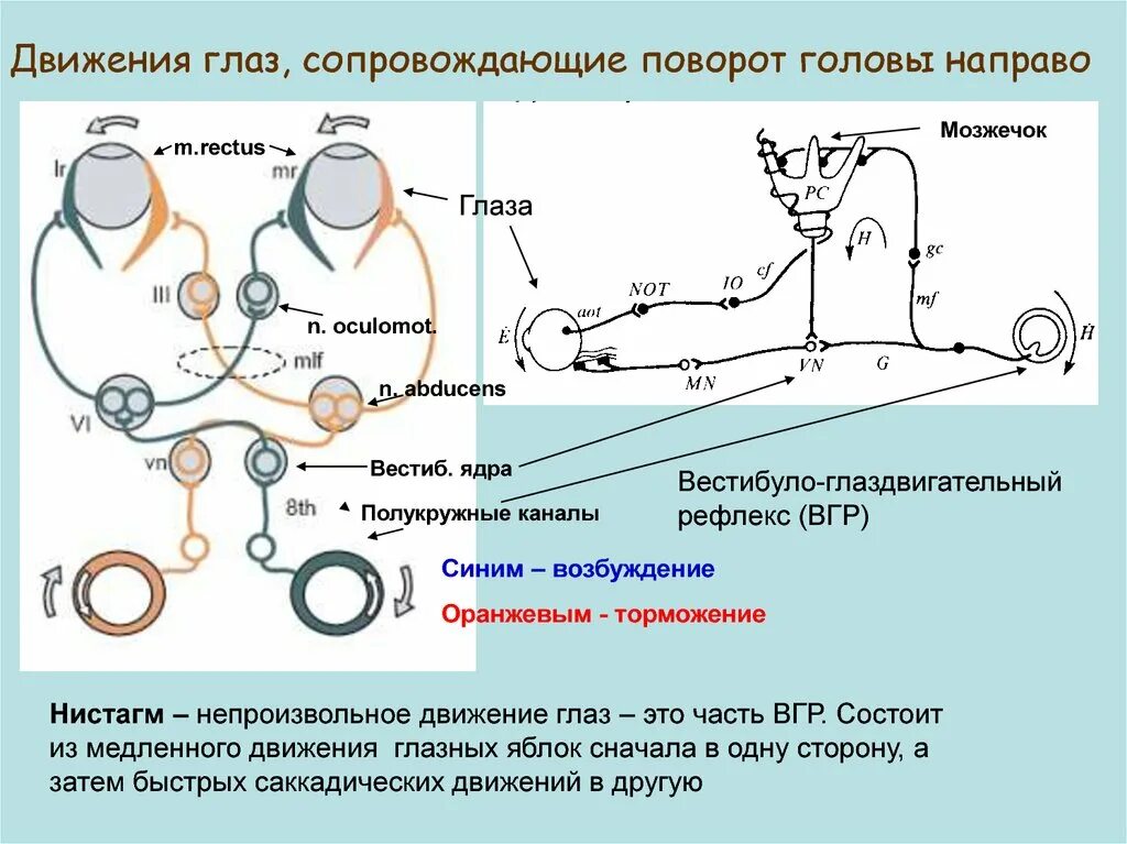 Рефлекторная дуга нистагма глаз. Зрительны й рефлекс дуга рефлексторная. Дуга зрачкового рефлекса схема. Рефлекторная дуга зрачкового рефлекса.