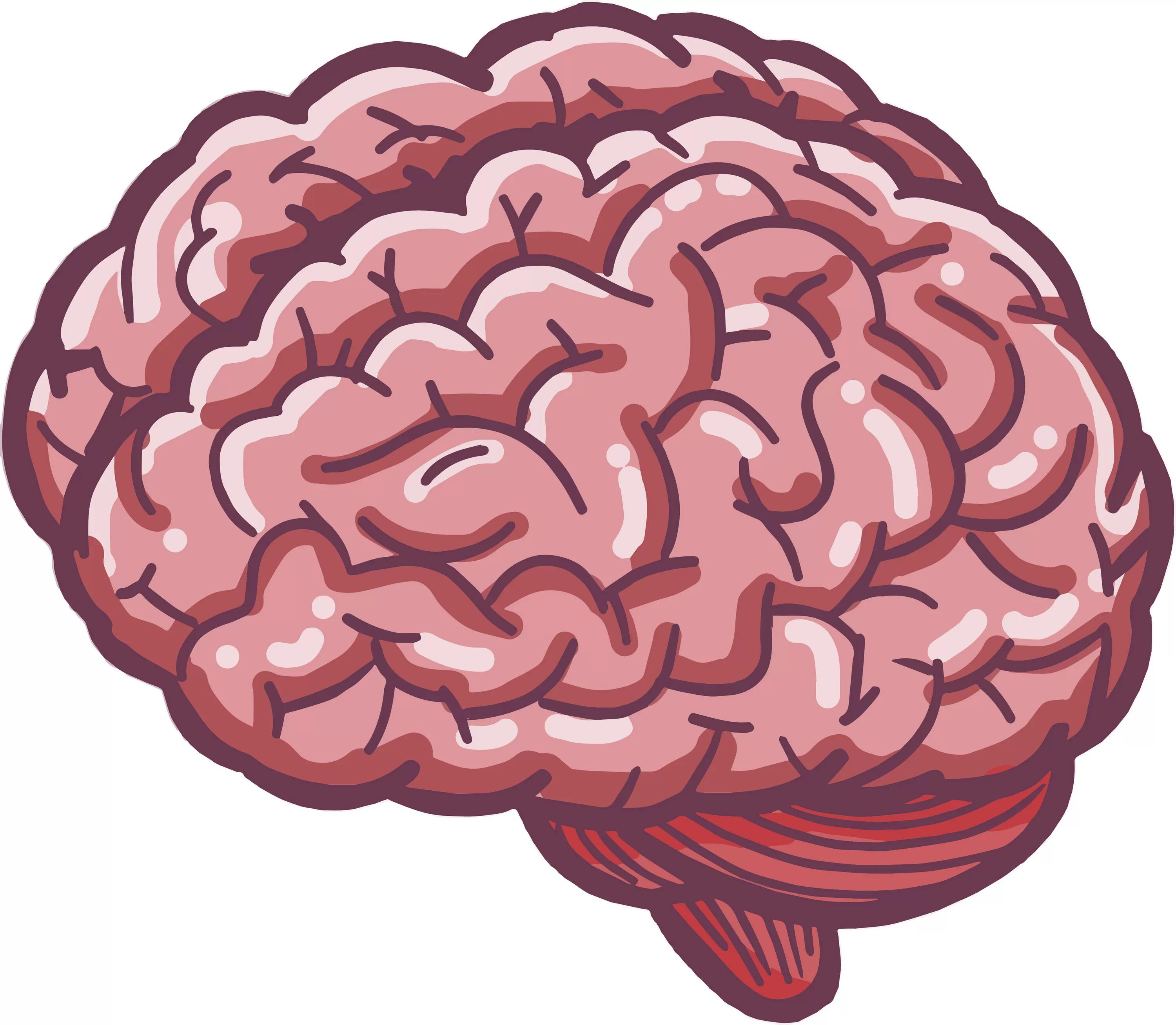 Brain 2 12. Мозг рисунок. Мозг мультяшный. Мозги мультяшные.