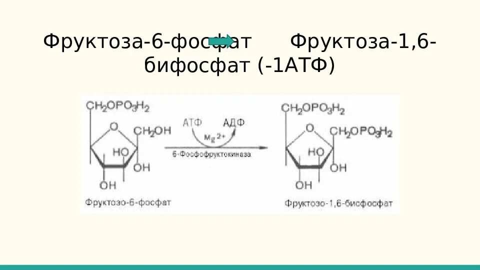 Фруктозо 6 фосфат АТФ фруктозо 1 6 дифосфат АДФ. Фруктоза в фруктозо 1 фосфат. Фруктоза-1,6-бифосфат во фруктозо-6-фосфат. Фруктоза в фруктозо 6 фосфат.